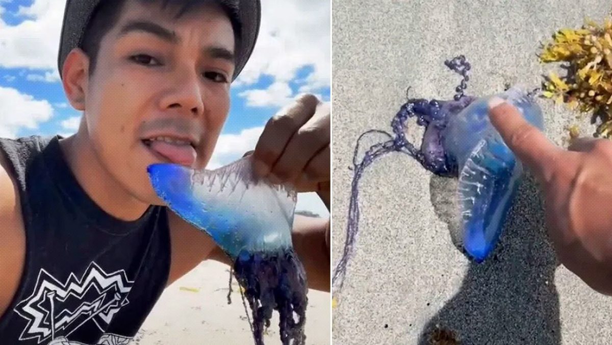 Noticia: Lame una criatura para su seguidores sin darse cuenta que es un animal venenoso Lame una criatura para su seguidores sin darse cuenta que es un animal venenoso