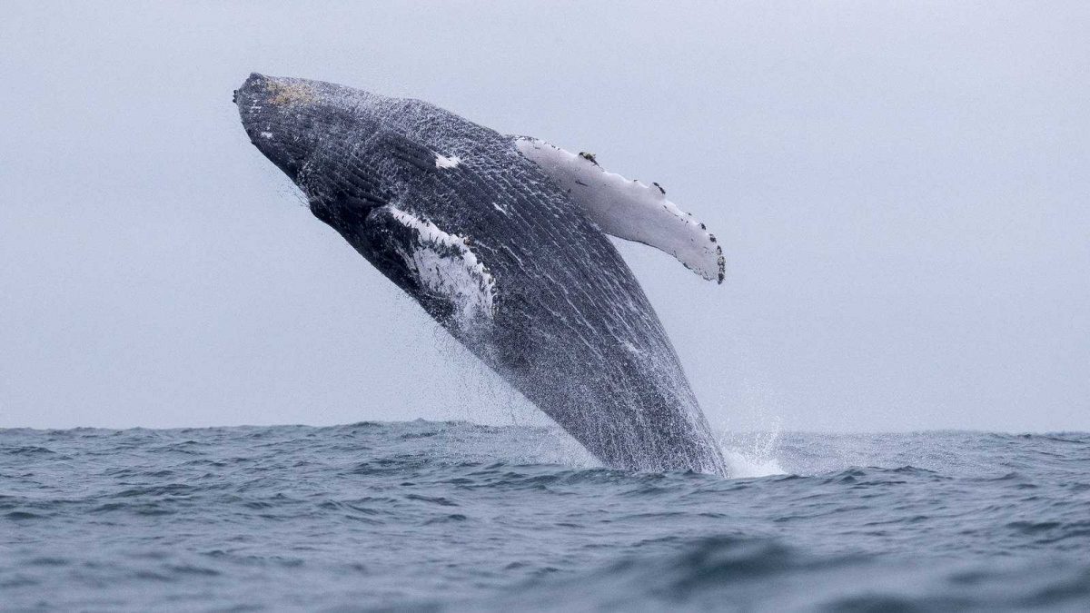 Noticia: Así se 'abrazan' dos ballenas en peligro de extinción Así se 'abrazan' dos ballenas en peligro de extinción