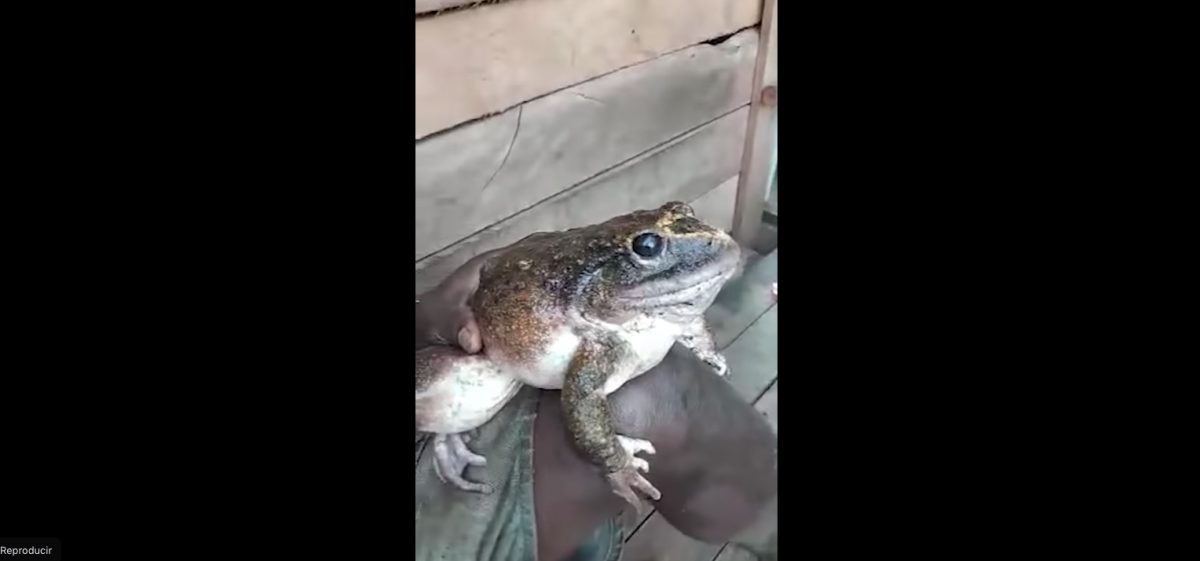 Noticia: Atrapan a una enorme rana del tamaño de un bebé Atrapan a una enorme rana del tamaño de un bebé