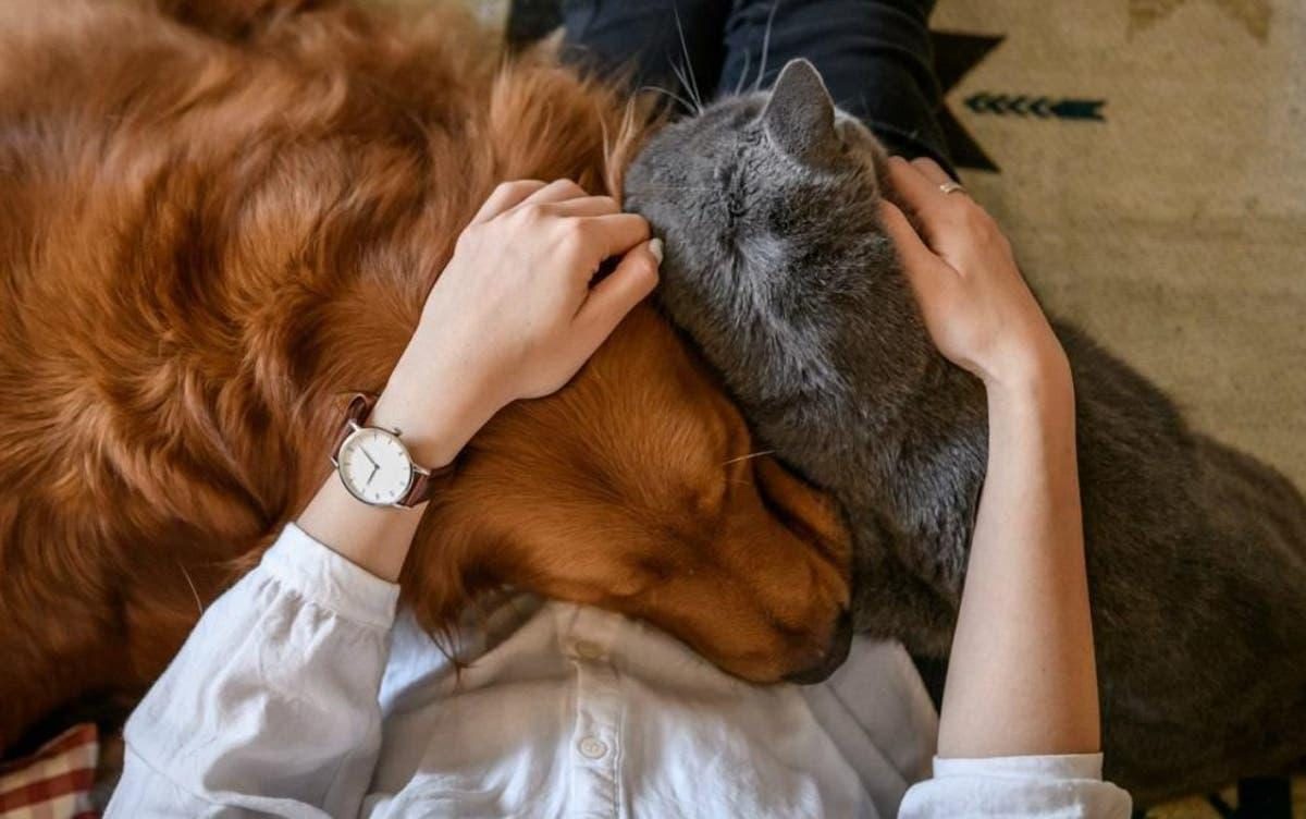 Noticia: Estudio revela que acariciar a un perro reduce la ansiedad y el estrés Estudio revela que acariciar a un perro reduce la ansiedad y el estrés