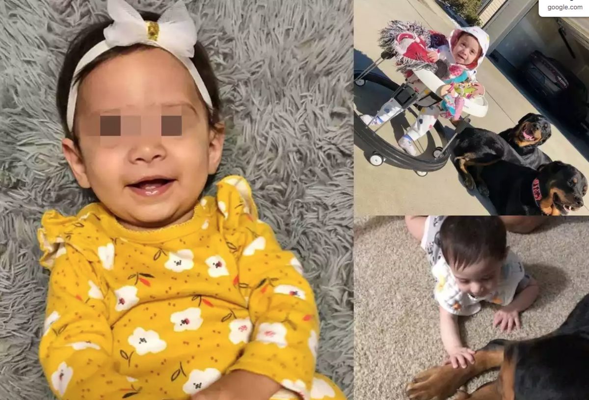 Noticia: Bebé muere tras ser atacada por los dos perros de su papá Bebé muere tras ser atacada por los dos perros de su papá