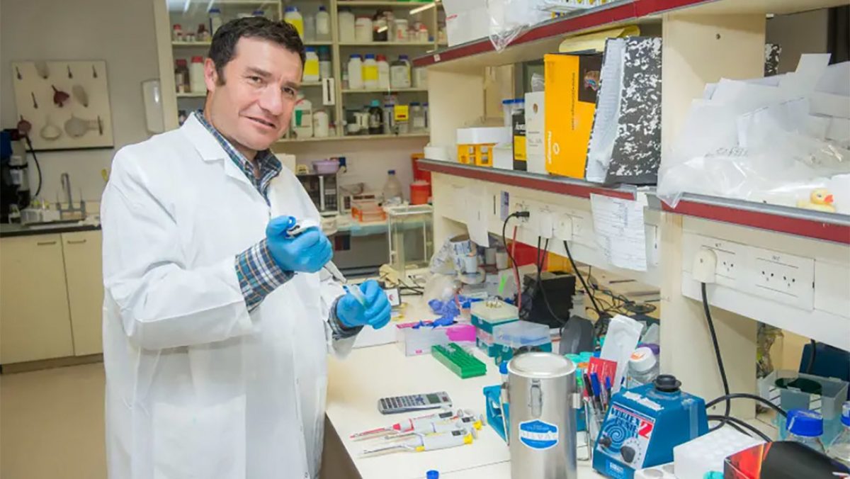 Noticia: Científicos logran retrasar el envejecimiento en ratones Científicos logran retrasar el envejecimiento en ratones