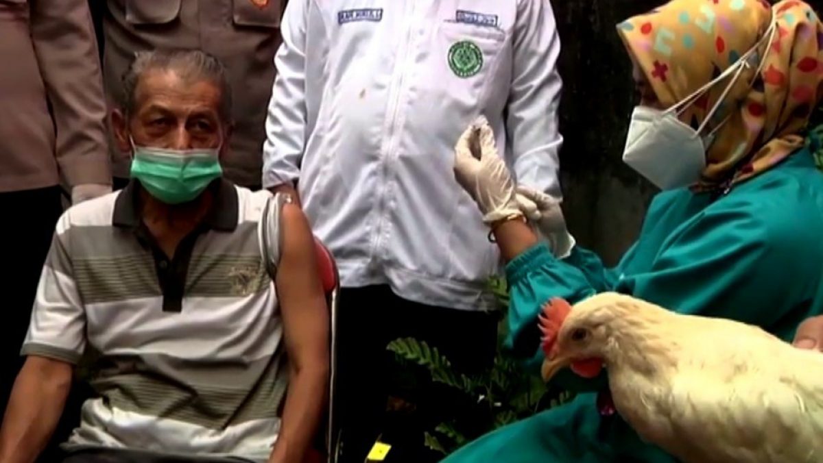 Noticia: Gallinas para quienes se vacunen contra el Covid-19 en Indonesia Gallinas para quienes se vacunen contra el Covid-19 en Indonesia