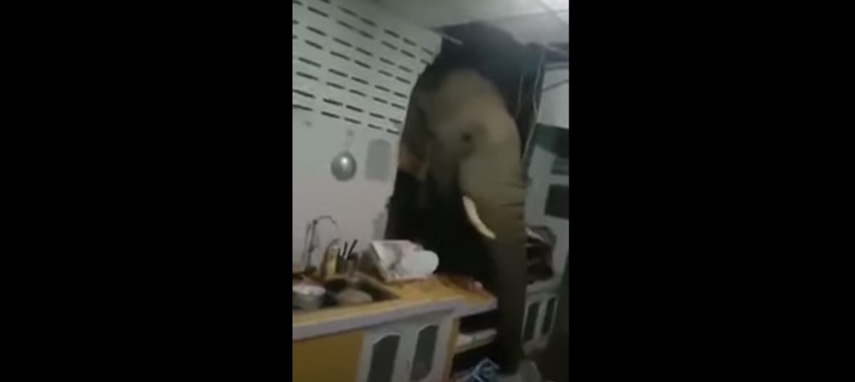 Noticia: Un elefante destruye la pared de una casa en Tailandia para buscar comida Un elefante destruye la pared de una casa en Tailandia para buscar comida
