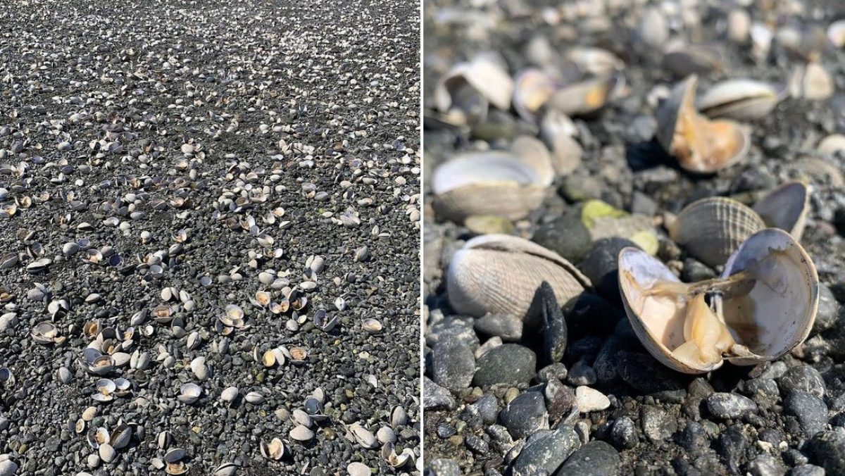 Noticia: La fuerte ola de calor en EE.UU. provoca que cientos de almejas se cuezan en una playa La fuerte ola de calor en EE.UU. provoca que cientos de almejas se cuezan en una playa