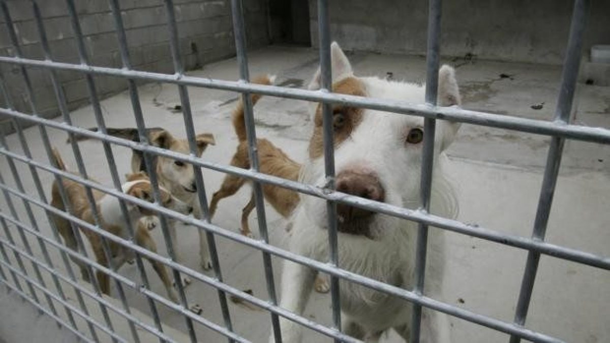 Noticia: Asesinan a varios perros para evitar propagación del covid-19 en Australia Asesinan a varios perros para evitar propagación del covid-19 en Australia