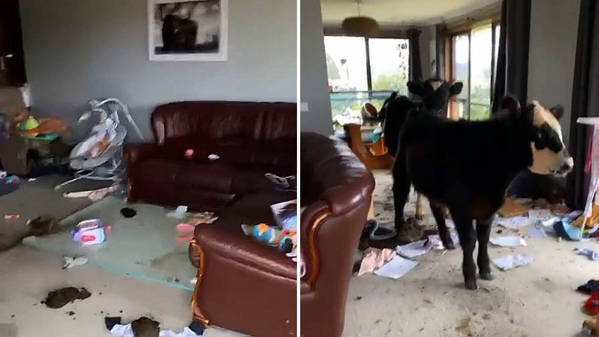 Noticia: VIDEO: Dos vacas ingresaron a una casa y destruyeron todo a su paso VIDEO: Dos vacas ingresaron a una casa y destruyeron todo a su paso