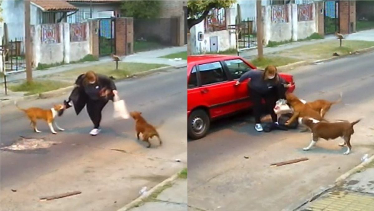 Noticia: VIDEO: Tres perros atacaron a una mujer en Argentina VIDEO: Tres perros atacaron a una mujer en Argentina