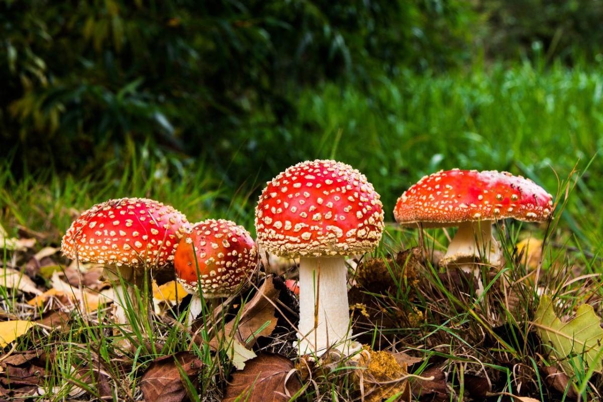 Noticia: Muere en Polonia un niño afgano de 5 años tras comer hongos venenosos Muere en Polonia un niño afgano de 5 años tras comer hongos venenosos