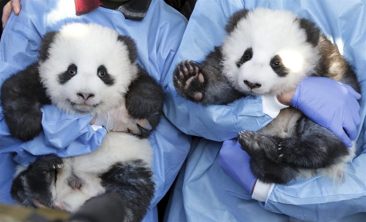 Noticia: Nacen gemelos de osos panda gigante en Madrid Nacen gemelos de osos panda gigante en Madrid