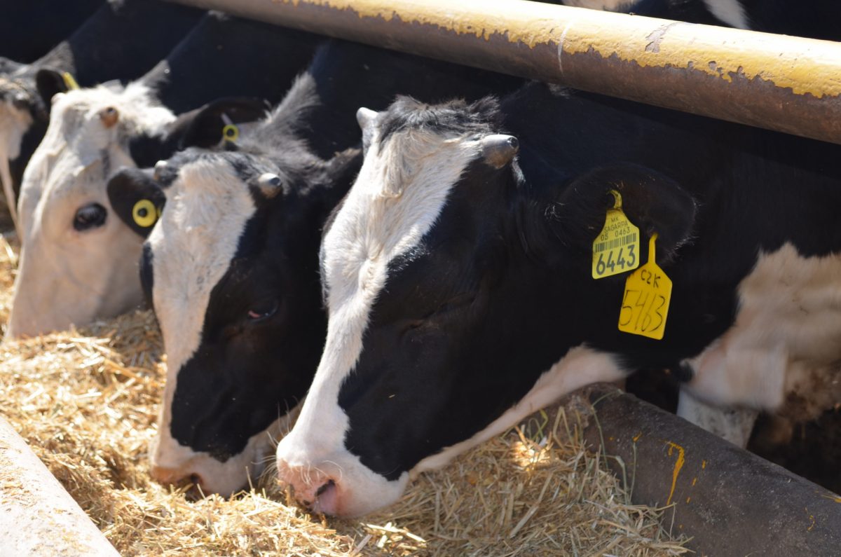 Noticia: Un caso del mal de las "vacas locas" detectado en Inglaterra Un caso del mal de las "vacas locas" detectado en Inglaterra