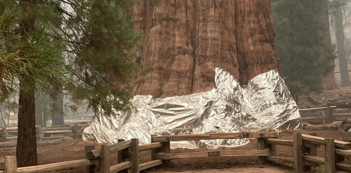 Noticia: Lucha para salvar al árbol más grande del mundo de los incendios en California Lucha para salvar al árbol más grande del mundo de los incendios en California