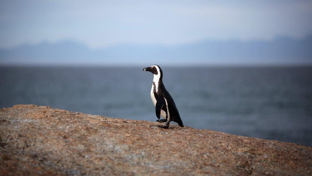 Noticia: Abejas mató a 63 pingüinos en peligro de extinción Abejas mató a 63 pingüinos en peligro de extinción