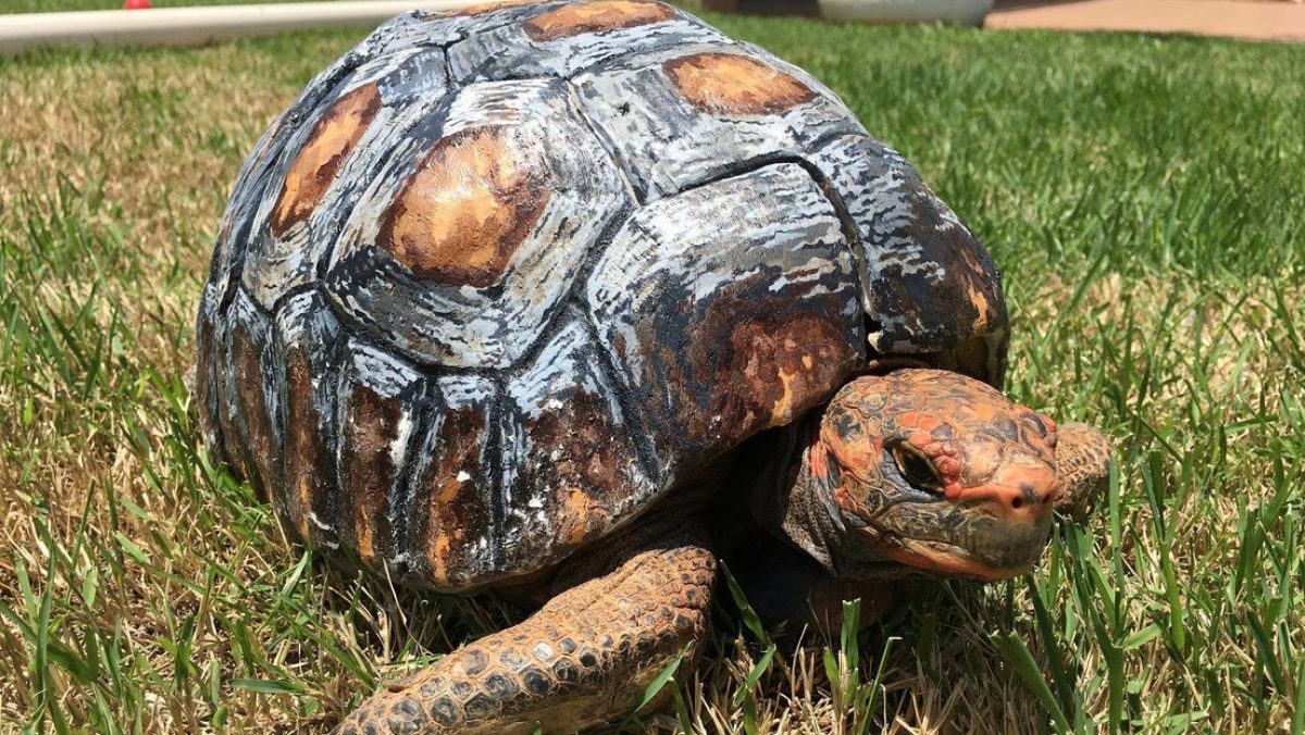 Noticia: Logran un Récord Guinness por reconstruir e implantar el primer caparazón de tortuga impreso en 3D Logran un Récord Guinness por reconstruir e implantar el primer caparazón de tortuga impreso en 3D