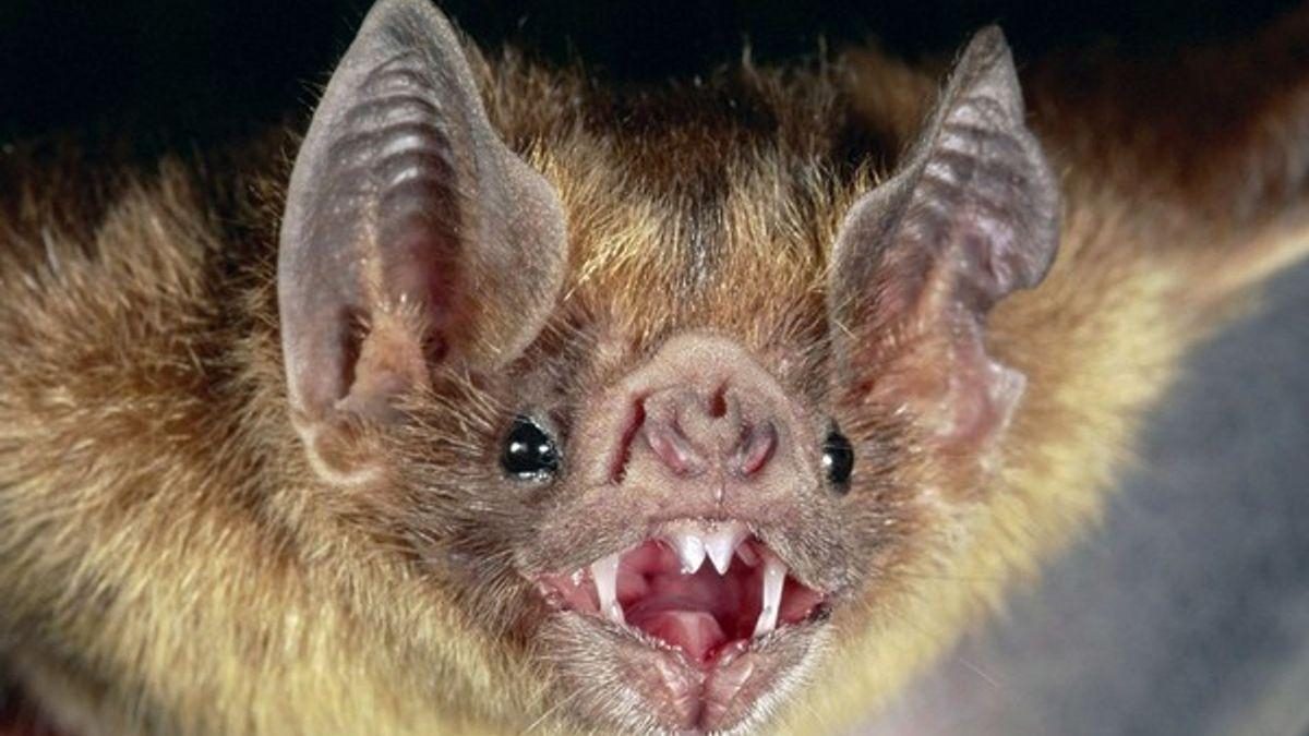 Noticia: Un hombre murió de rabia después de despertarse con un murciélago en su cuello Un hombre murió de rabia después de despertarse con un murciélago en su cuello