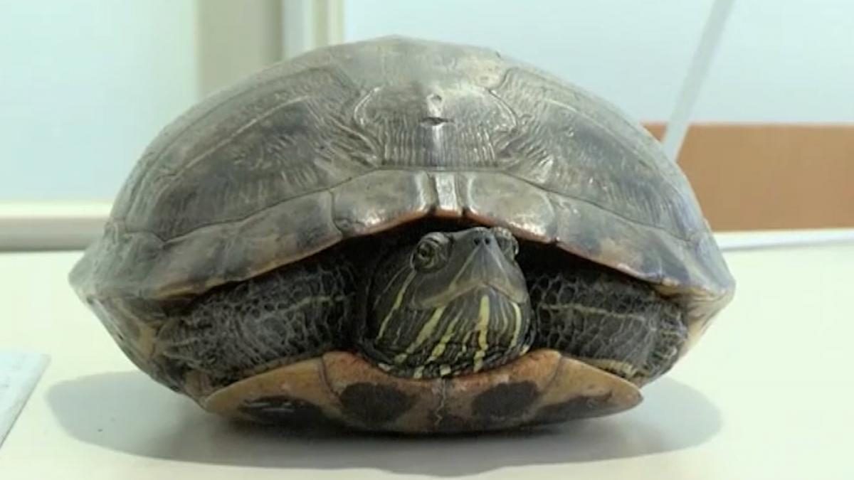 Noticia: Una tortuga provocó el retraso de cinco vuelos en una pista de aterrizaje Una tortuga provocó el retraso de cinco vuelos en una pista de aterrizaje