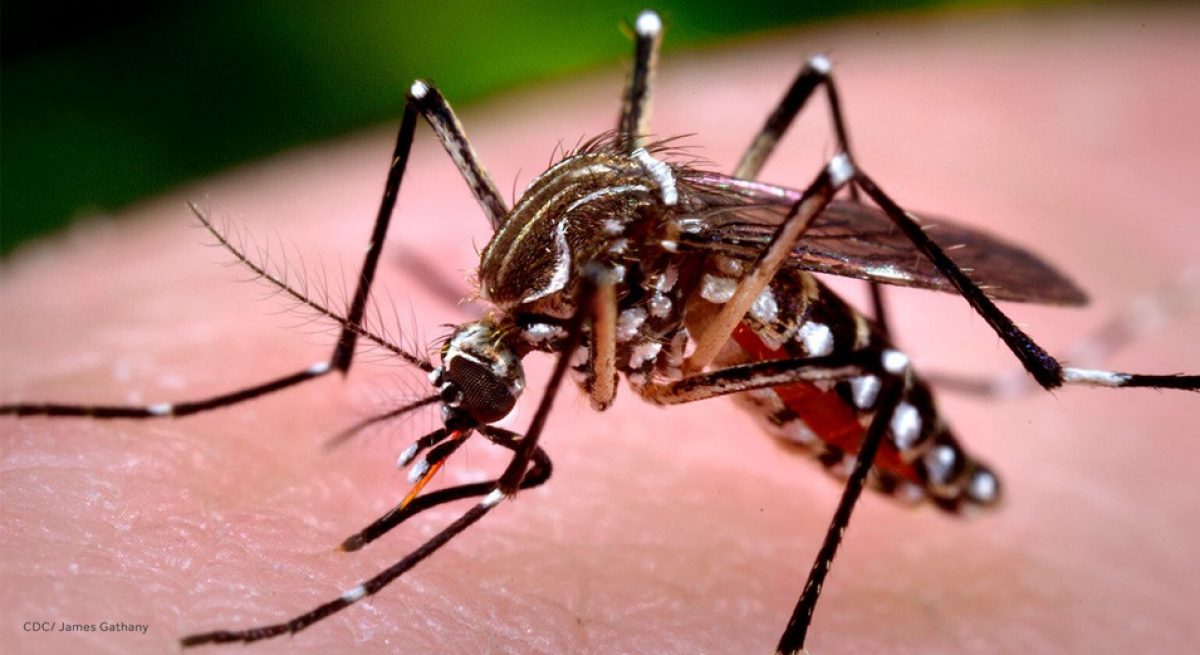 Noticia: La OMS confirmó que hay un brote de fiebre amarilla en Venezuela La OMS confirmó que hay un brote de fiebre amarilla en Venezuela