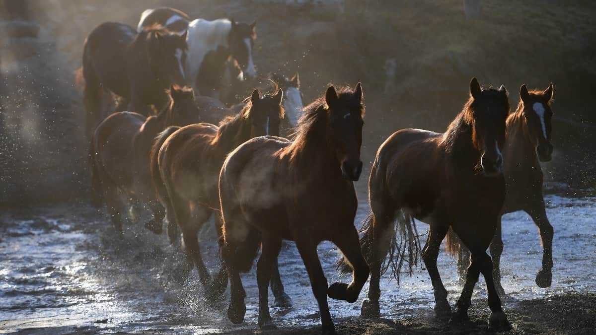 Noticia: Australia sacrificará a 10.000 caballos salvajes Australia sacrificará a 10.000 caballos salvajes