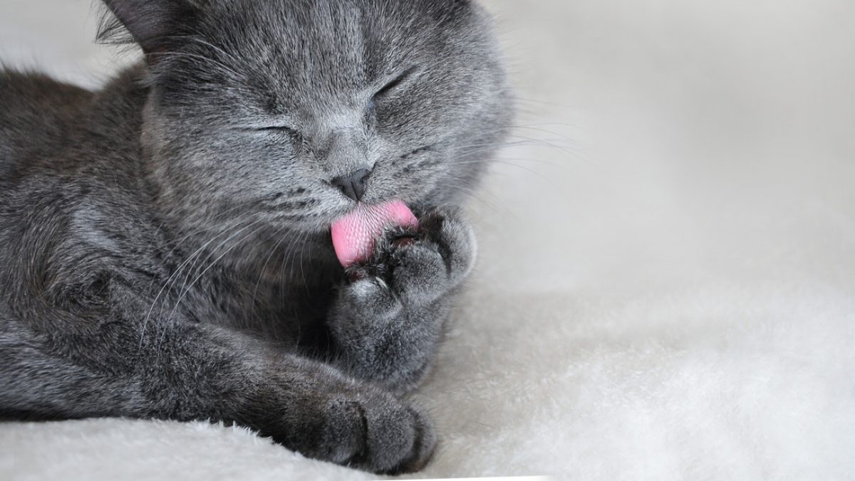 Noticia: Una gata con cuatro orejas encuentra hogar tras volverse viral en Instagram Una gata con cuatro orejas encuentra hogar tras volverse viral en Instagram