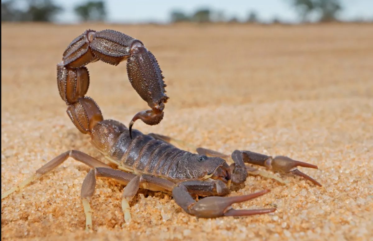 Noticia: Una plaga de escorpiones en Egipto deja tres muertos y cientos de heridos Una plaga de escorpiones en Egipto deja tres muertos y cientos de heridos