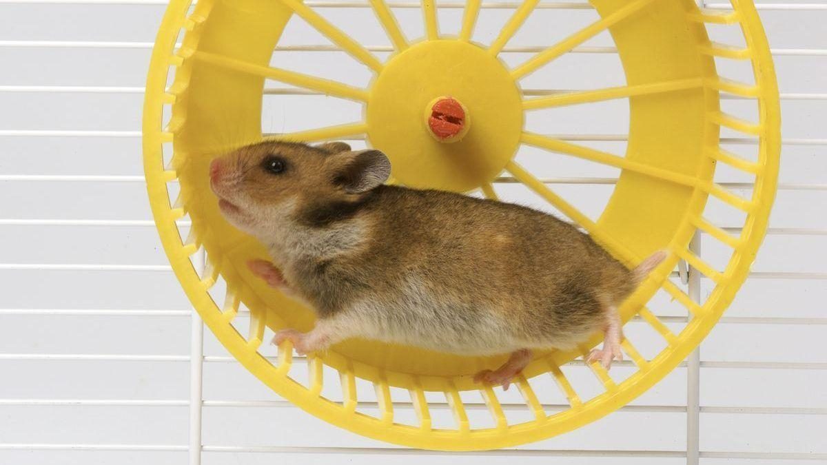 Noticia: El ejercicio físico produce una molécula que disminuye el hambre en ratones El ejercicio físico produce una molécula que disminuye el hambre en ratones