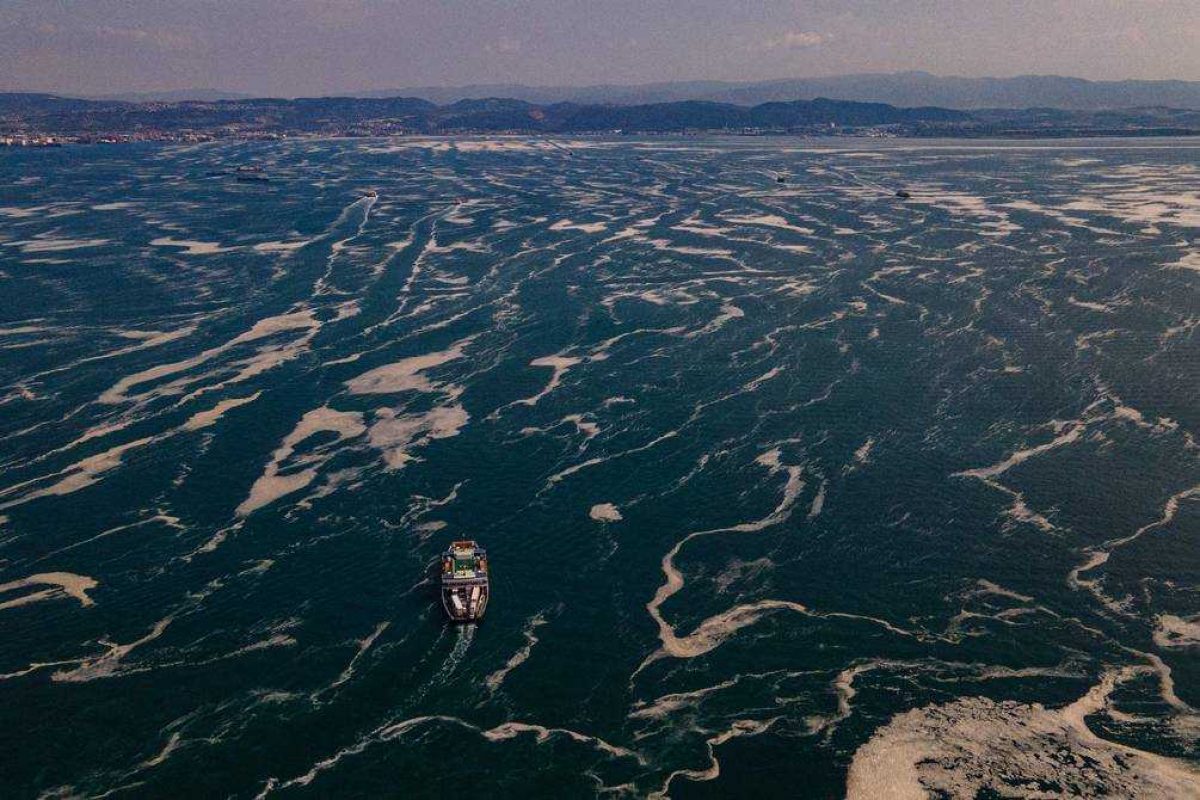 Noticia: La vida marina podría desaparecer por el calentamiento global, según estudio La vida marina podría desaparecer por el calentamiento global, según estudio