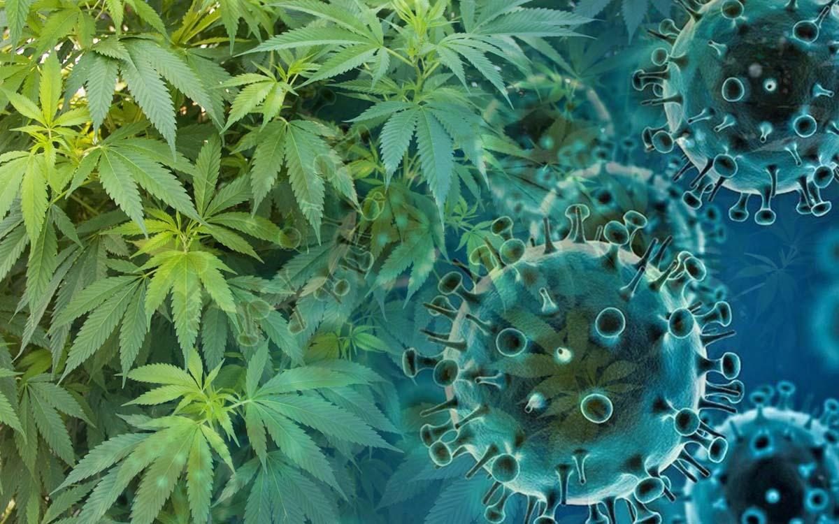 Noticia: Dos compuestos del cannabis bloquean entrada celular del Covid-19, según estudio Dos compuestos del cannabis bloquean entrada celular del Covid-19, según estudio