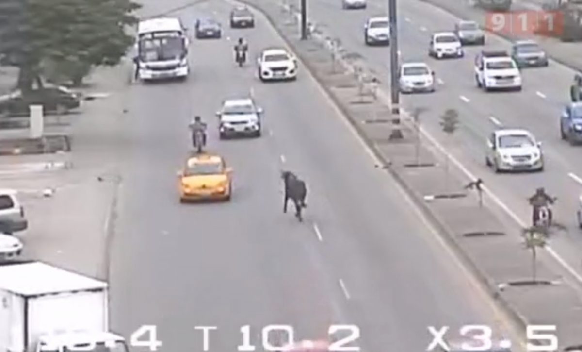 Noticia: Guayaquil: Reportan presencia de una vaca suelta por calles del norte Guayaquil: Reportan presencia de una vaca suelta por calles del norte