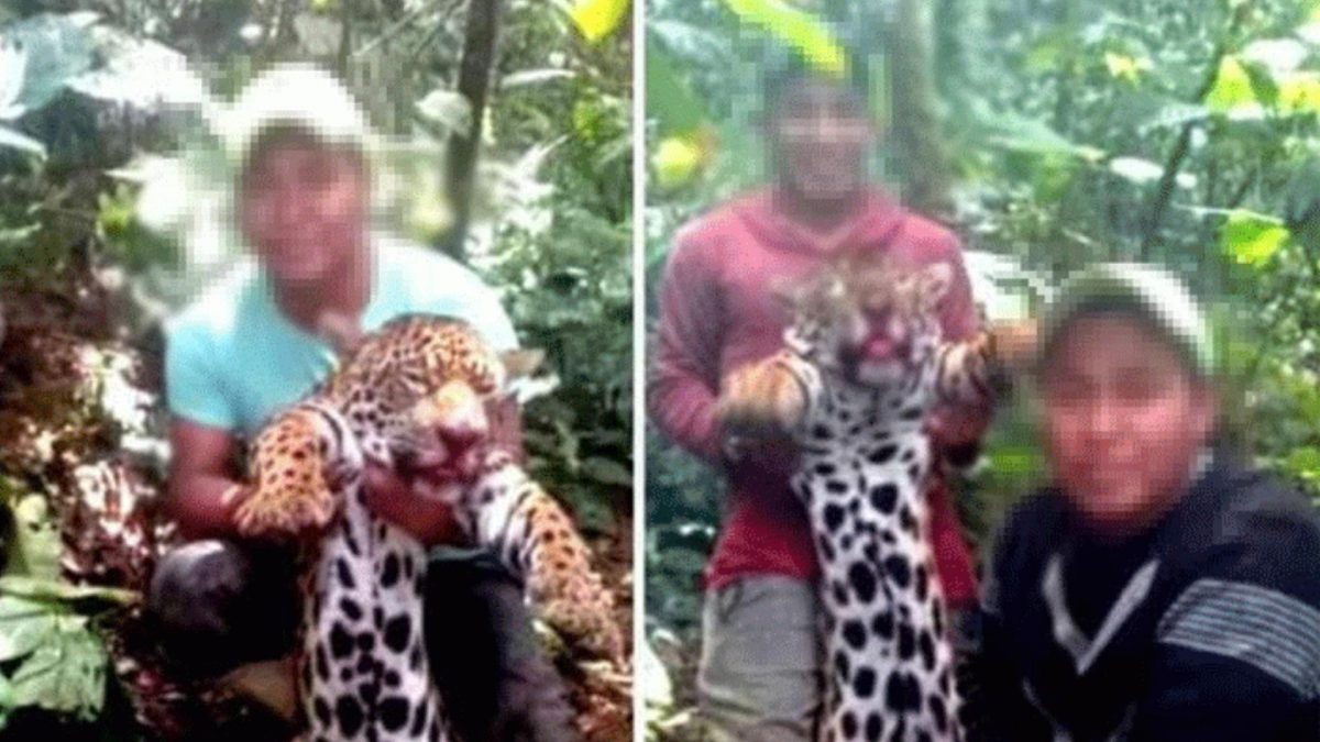 Noticia: Un jaguar fue asesinado por comuneros en Morona Santiago Un jaguar fue asesinado por comuneros en Morona Santiago