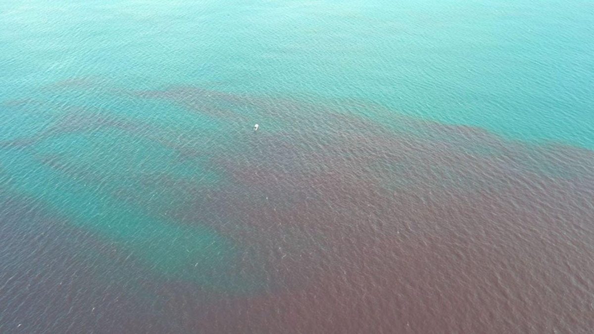 Noticia: Manta: Descartan presencia de combustible en playa y explican el origen de mancha roja Manta: Descartan presencia de combustible en playa y explican el origen de mancha roja