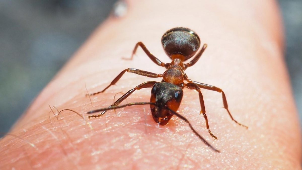 Noticia: Las hormigas pueden detectar el cáncer a través de su olfato, revela un estudio Las hormigas pueden detectar el cáncer a través de su olfato, revela un estudio