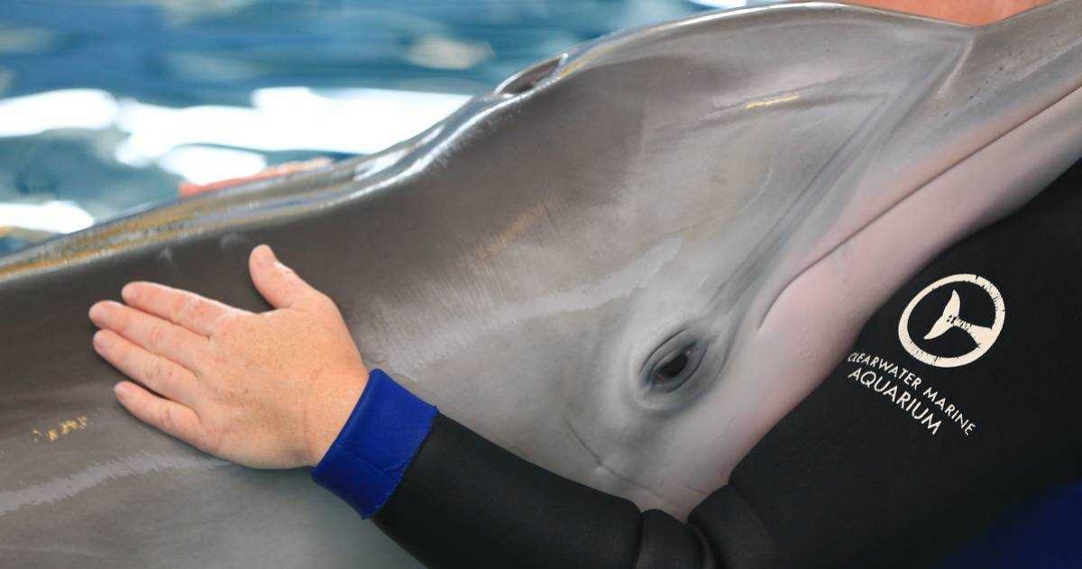 Noticia: Muere Winter, la delfín discapacitada que inspiró el filme ‘Dolphin Tale’ Muere Winter, la delfín discapacitada que inspiró el filme ‘Dolphin Tale’