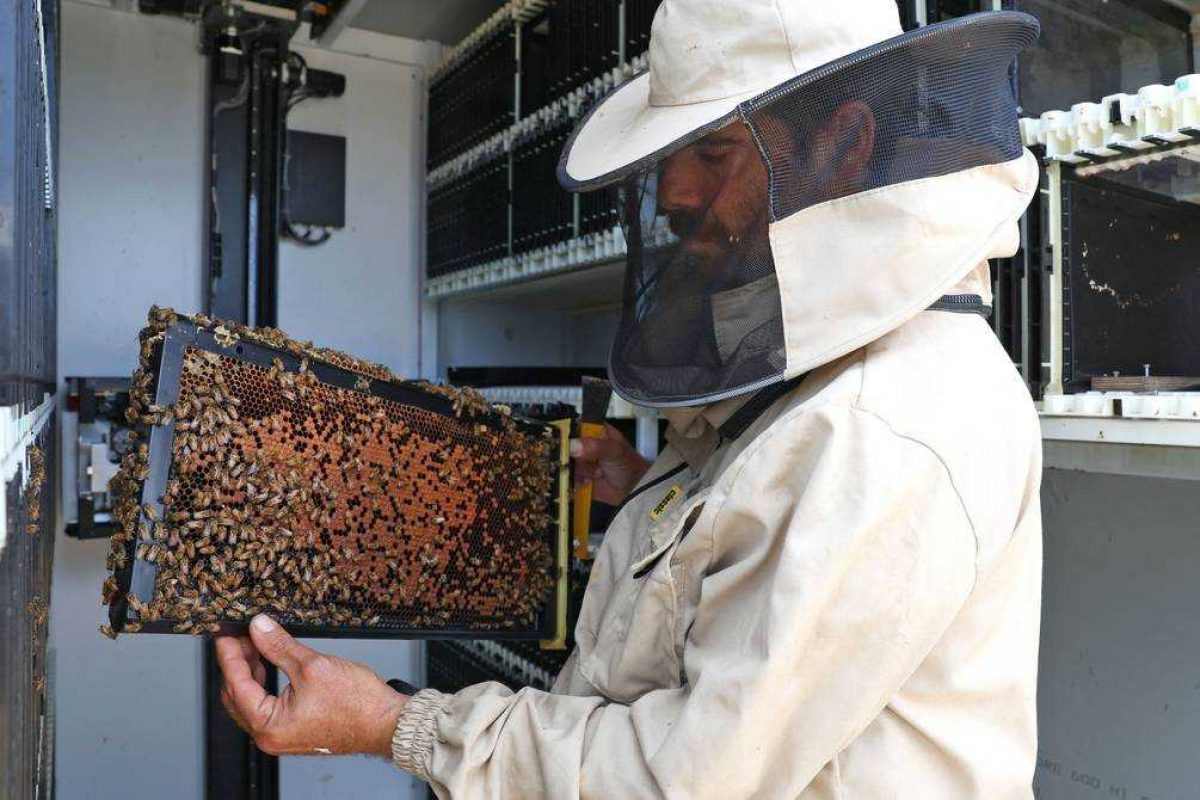 Noticia: En Israel crean un sistema robótico para controlar las colmenas y preservar a las abejas En Israel crean un sistema robótico para controlar las colmenas y preservar a las abejas