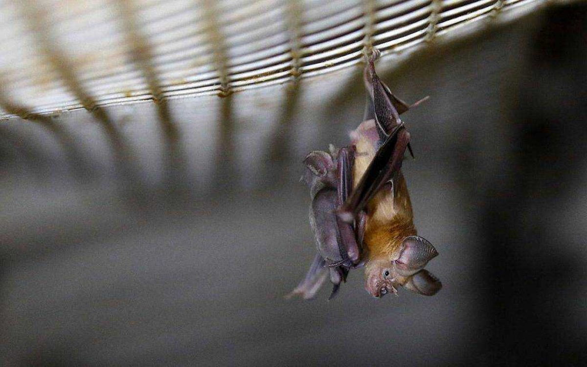 Noticia: El murciélago que imita el ruido del avispón para sobrevivir El murciélago que imita el ruido del avispón para sobrevivir