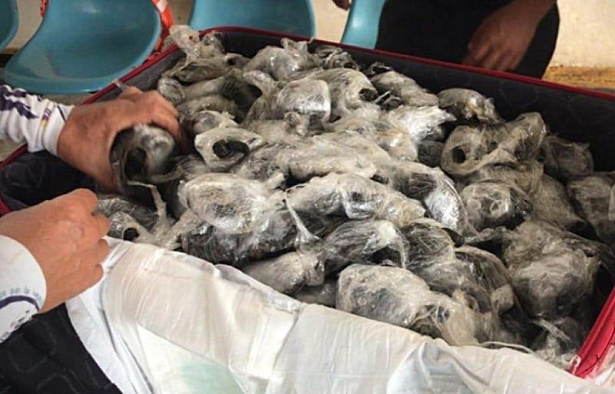 Noticia: Tribunal libera a expolicía que traficaba tortugas bebés de Galápagos Tribunal libera a expolicía que traficaba tortugas bebés de Galápagos