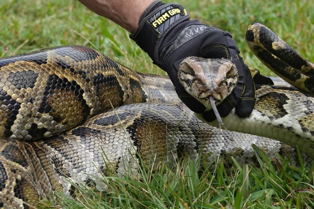 Noticia: Florida sale a la caza de pitones en la mayor área silvestre tropical de EEUU Florida sale a la caza de pitones en la mayor área silvestre tropical de EEUU