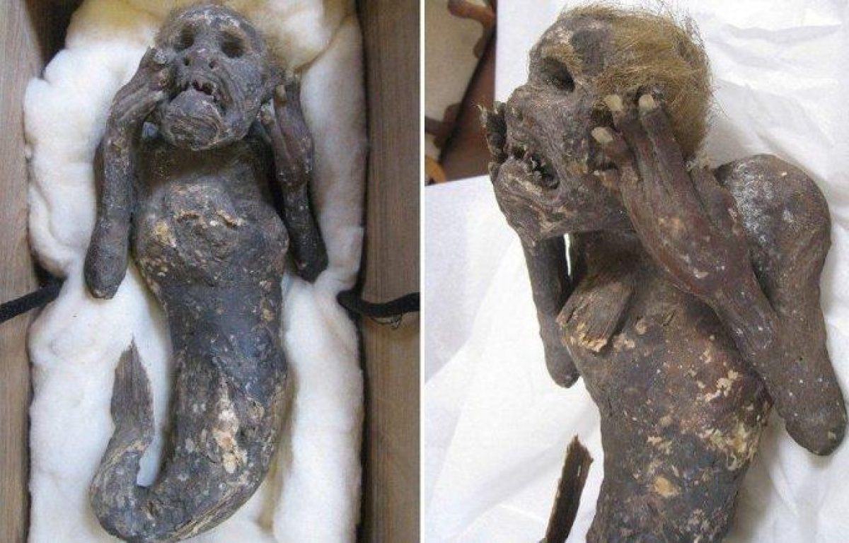 Noticia: Japón: Científicos investigan rara momia con 'cola de pez y cara humana' Japón: Científicos investigan rara momia con 'cola de pez y cara humana'