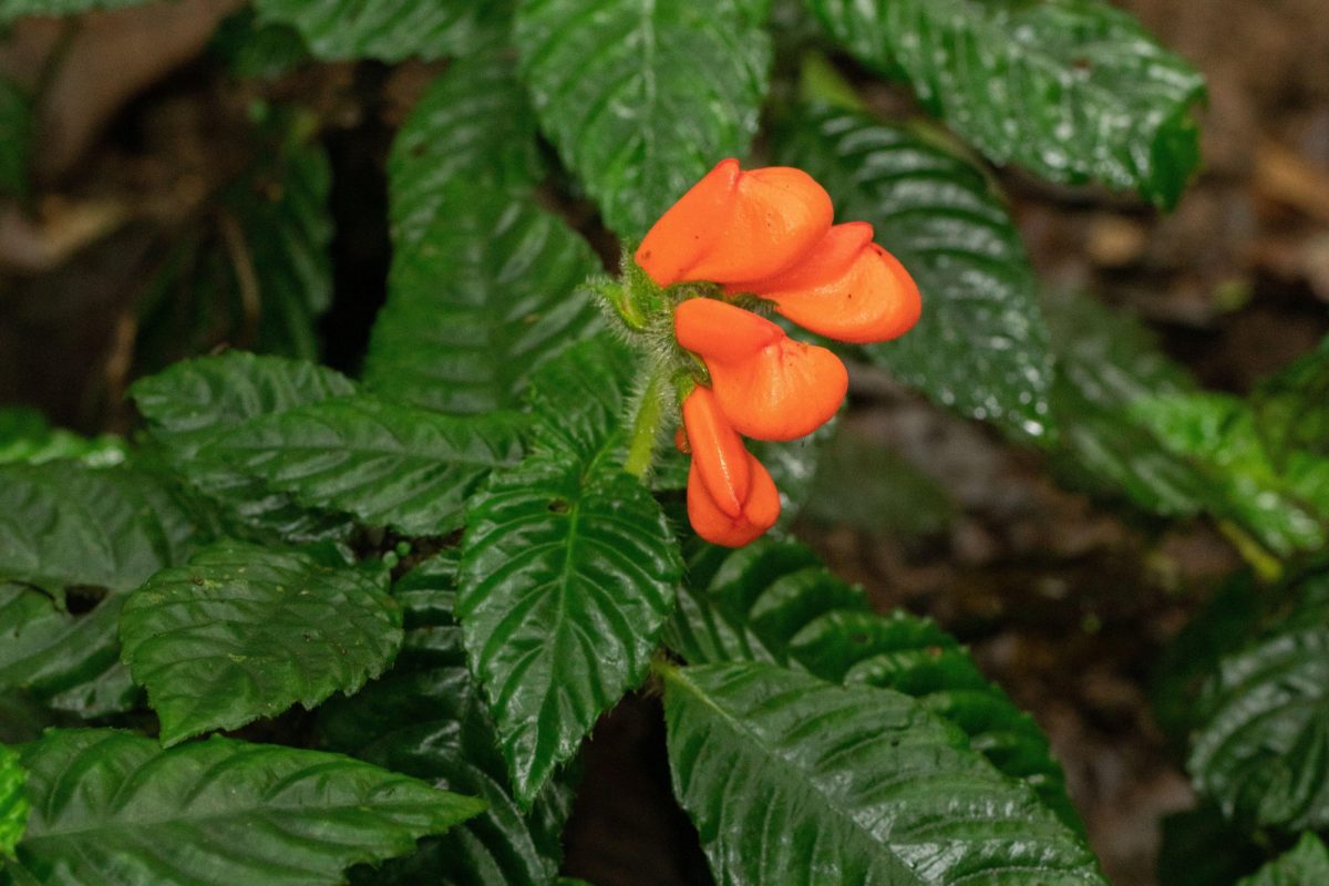 Noticia: Planta dada por extinta hace 40 años reaparece en la Cordillera de Ecuador Planta dada por extinta hace 40 años reaparece en la Cordillera de Ecuador