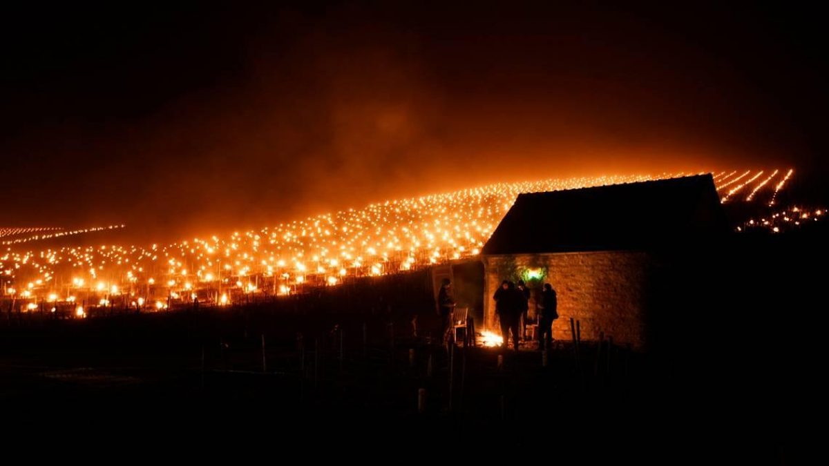 Noticia: En Suiza y Francia usan velas para descongelar los viñedos En Suiza y Francia usan velas para descongelar los viñedos
