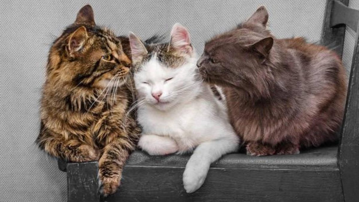 Noticia: En China sacrifican a 3 gatos tras dar positivo a Covid-19 En China sacrifican a 3 gatos tras dar positivo a Covid-19