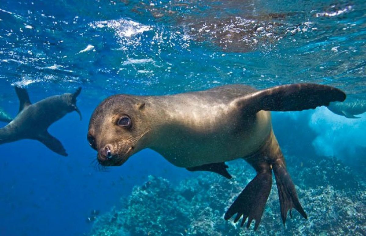 Noticia: Científicos buscan descifrar el ADN de las islas Galápagos Científicos buscan descifrar el ADN de las islas Galápagos