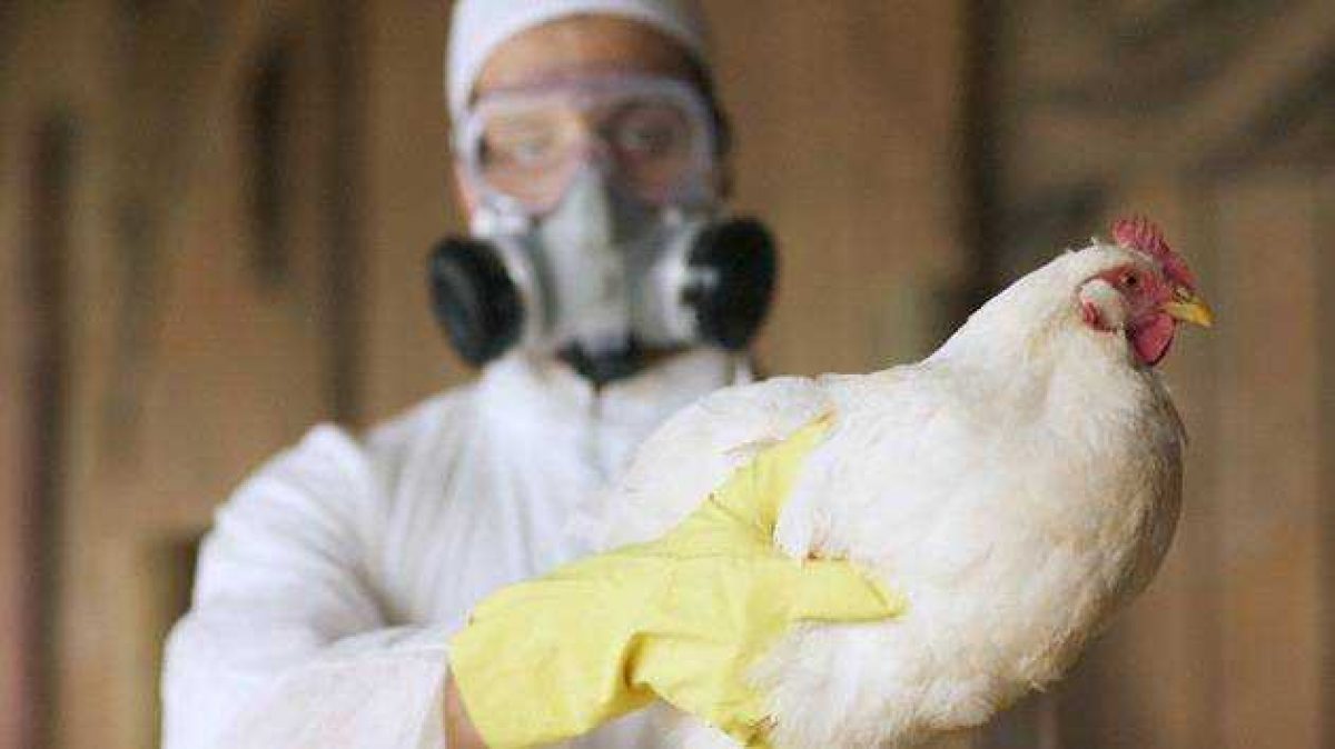 Noticia: Alerta por la propagación de la gripe aviar en Europa y Asia Alerta por la propagación de la gripe aviar en Europa y Asia