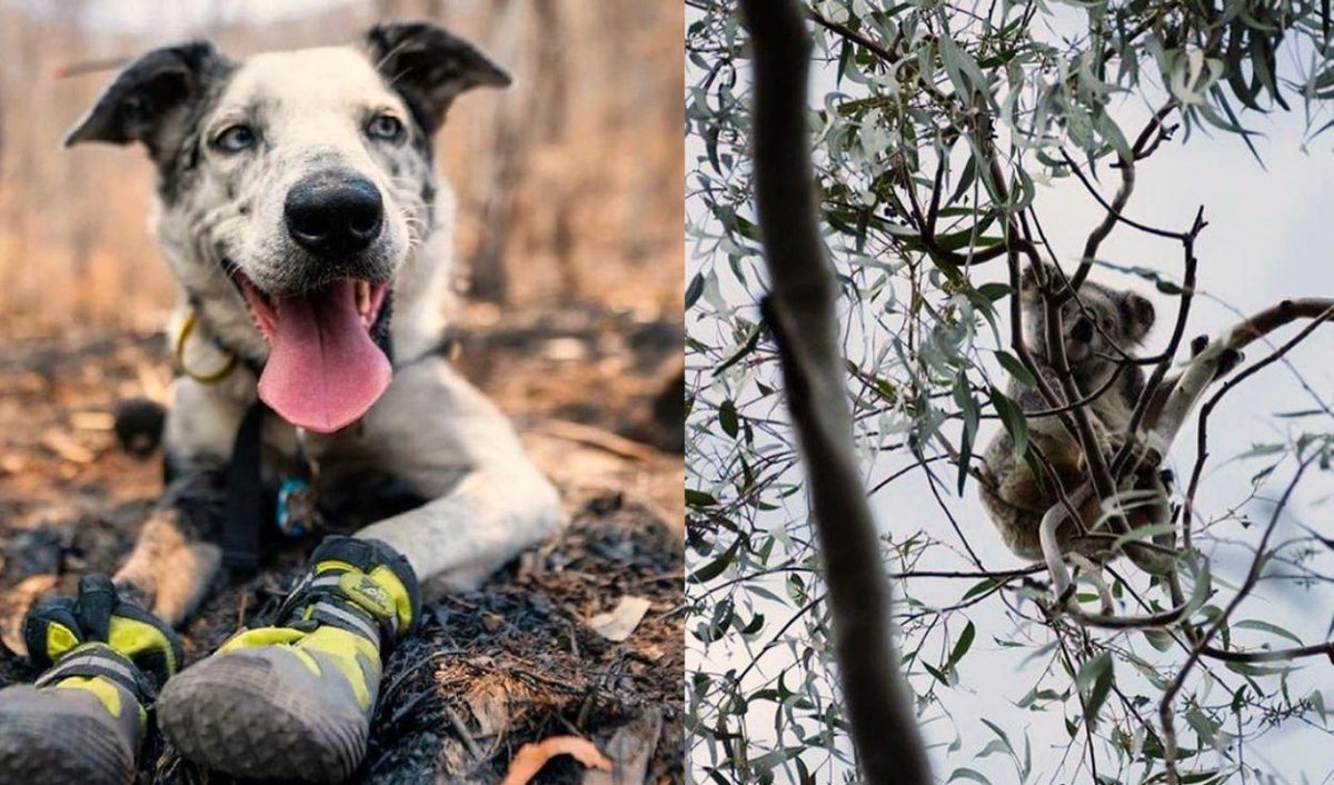 Noticia: Bear, el perro que un día fue abandonado, es condecorado por rescatar koalas de incendios Bear, el perro que un día fue abandonado, es condecorado por rescatar koalas de incendios