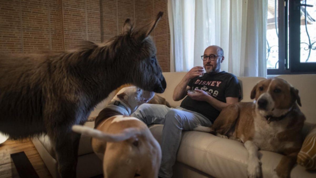 Noticia: Empresario turco crea en su jardín un "arca de Noé" de animales abandonados Empresario turco crea en su jardín un "arca de Noé" de animales abandonados