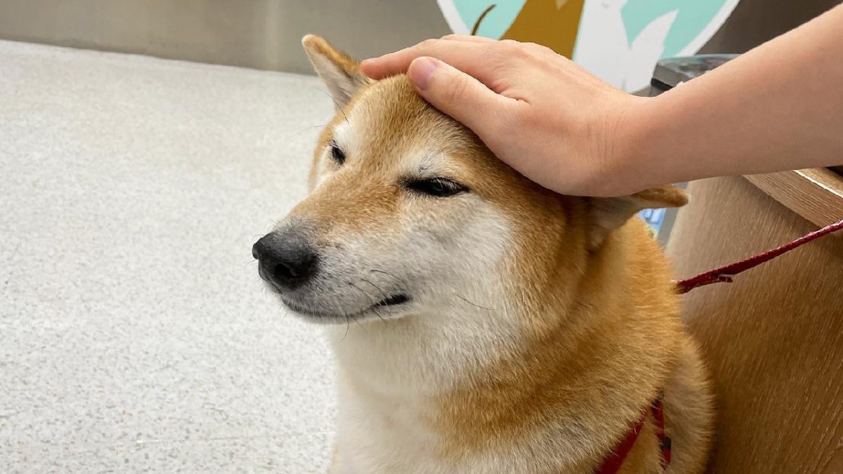 Noticia: FOTOS | ¡Amsiedad! Perrito Cheems de los memes está enfermo FOTOS | ¡Amsiedad! Perrito Cheems de los memes está enfermo