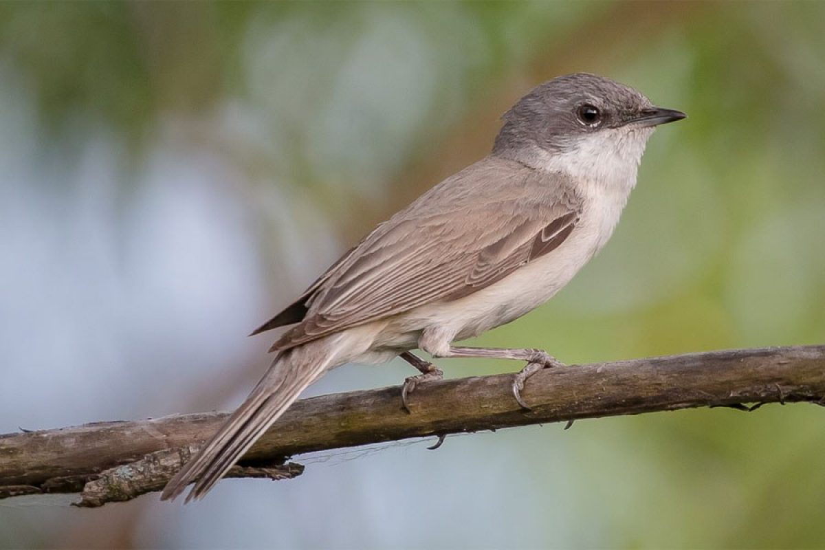 Noticia: Debido a la actividad humana, las aves tropicales están cambiando su fisonomía y dieta Debido a la actividad humana, las aves tropicales están cambiando su fisonomía y dieta