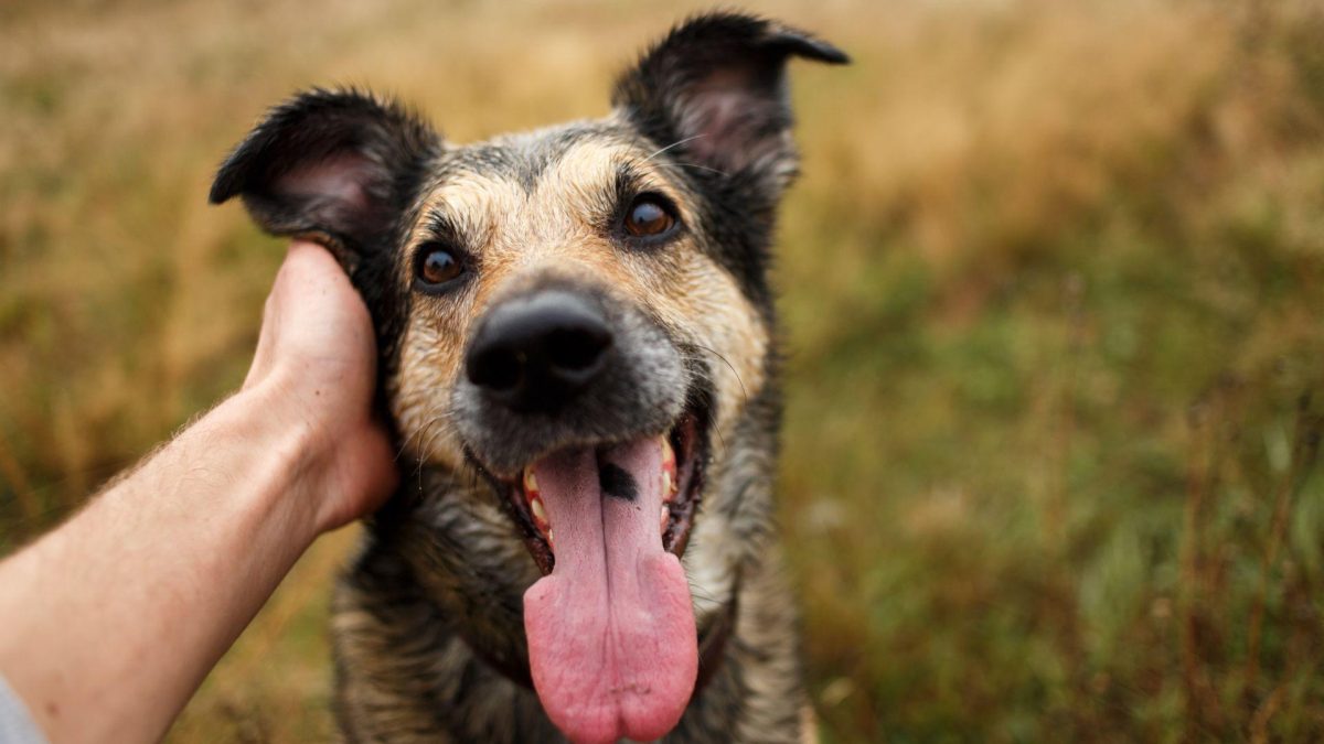 Noticia: Día Mundial del Perro: ¿Por qué se celebra al ‘mejor amigo del hombre’? Día Mundial del Perro: ¿Por qué se celebra al ‘mejor amigo del hombre’?