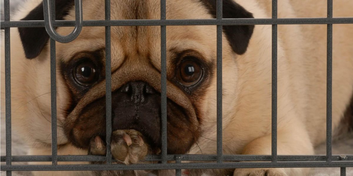 Noticia: España aprueba ley que garantiza derechos de los animales España aprueba ley que garantiza derechos de los animales