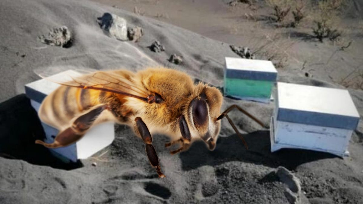 Noticia: Miles de abejas sobrevivieron bajo ceniza del volcán de La Palma Miles de abejas sobrevivieron bajo ceniza del volcán de La Palma