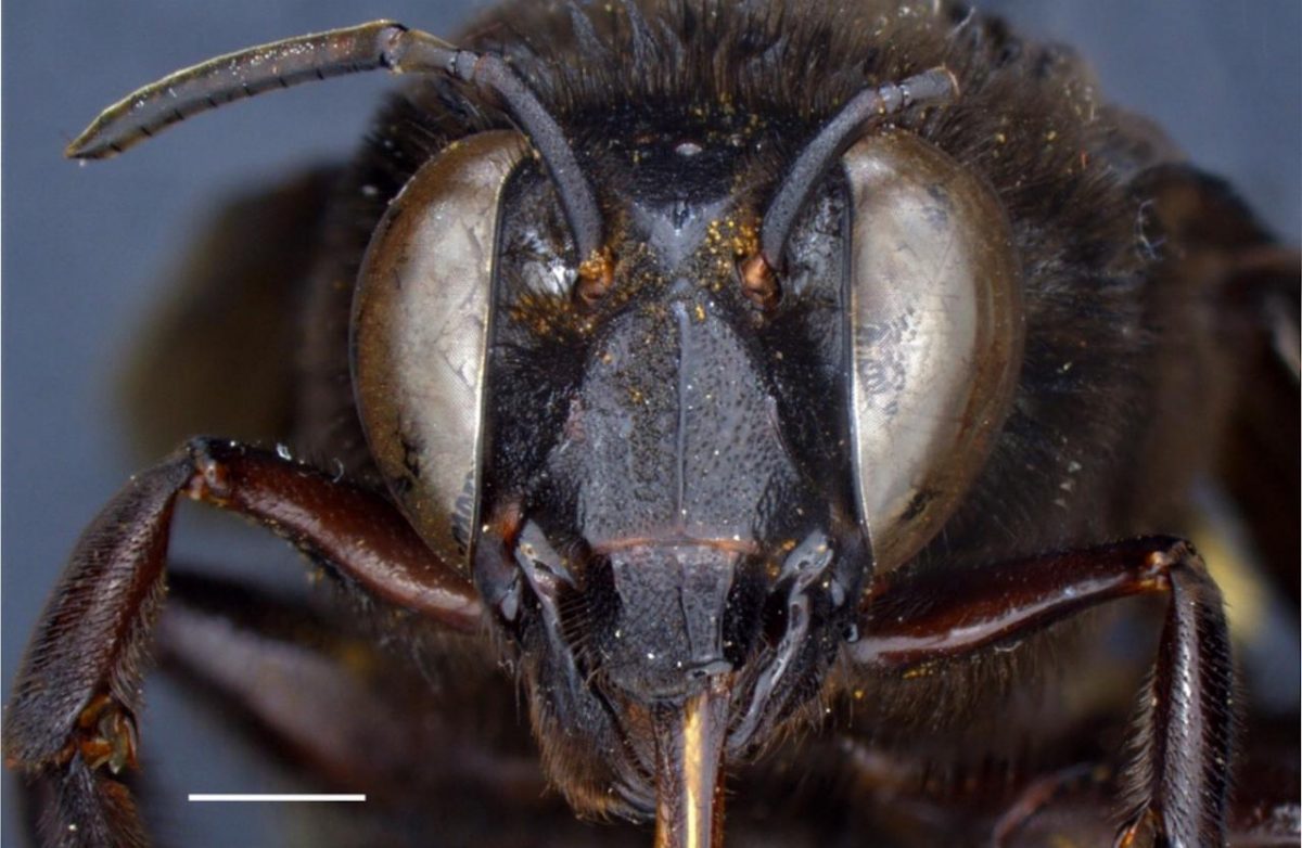 Noticia: Así es la primera abeja andrógina descubierta en Ecuador Así es la primera abeja andrógina descubierta en Ecuador